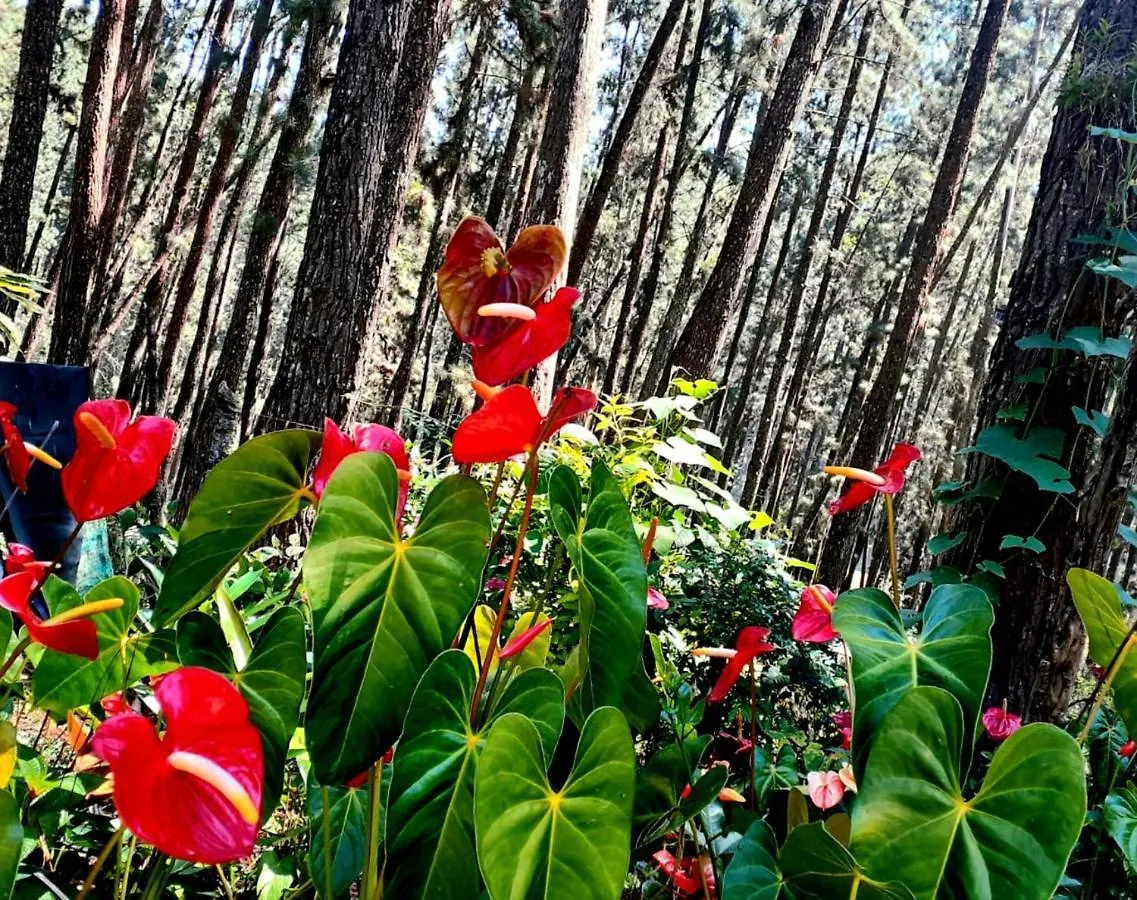 Green Shade Resort & Haritha Sewana Hotel Guest house