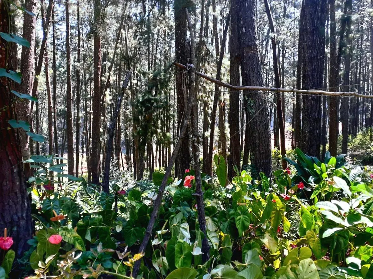 Green Shade Resort & Haritha Sewana Hotel 0*, Nallathanniya Sri Lanka